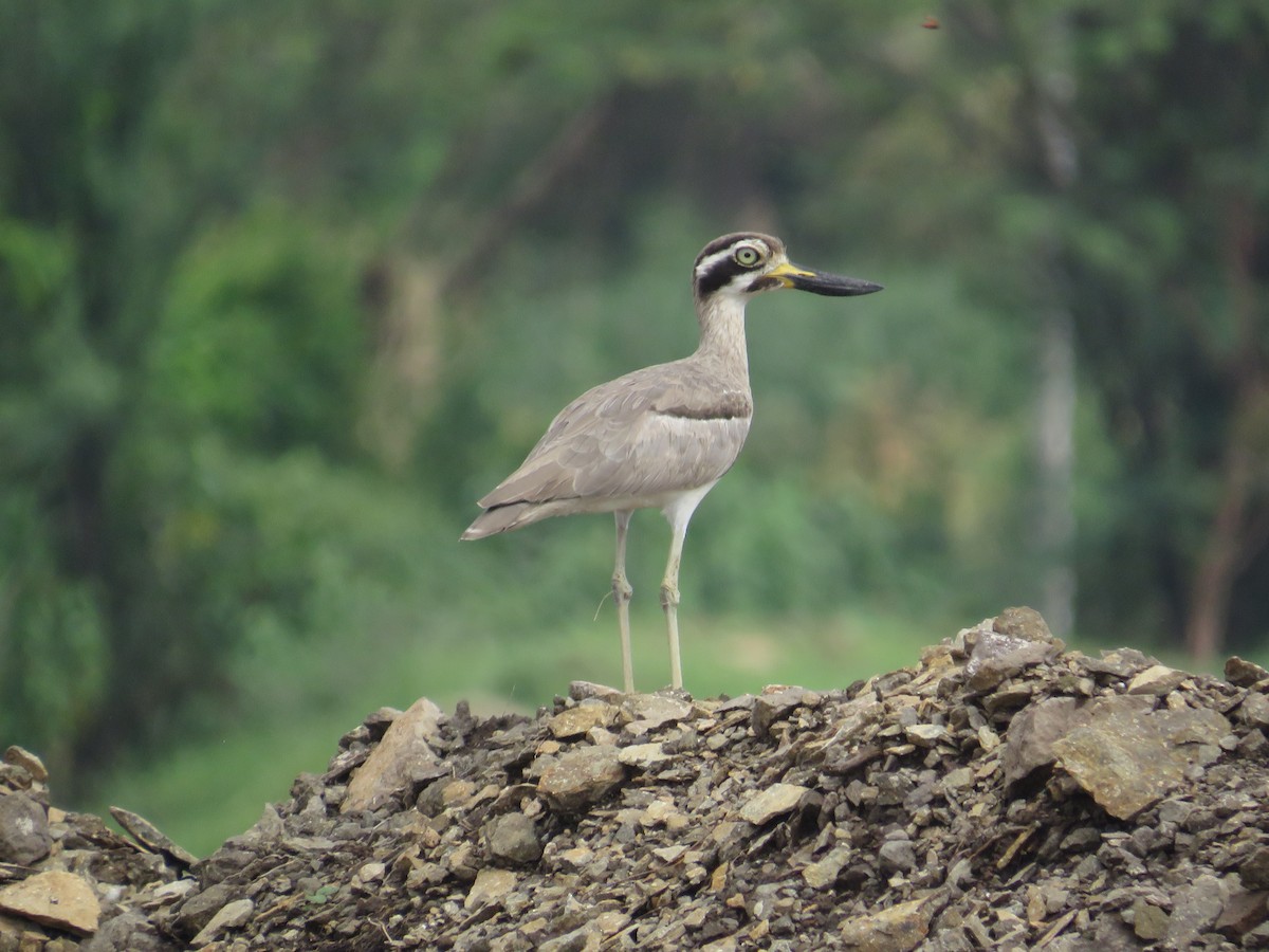 Great Thick-knee - ML637908742