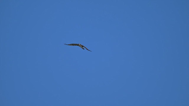 Águila Pescadora - ML637908774