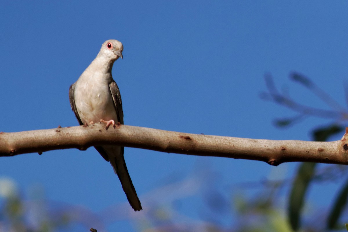 Diamond Dove - ML637908791