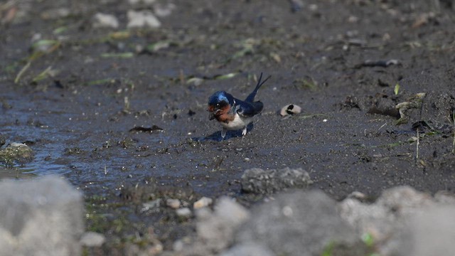Golondrina Común - ML637908799