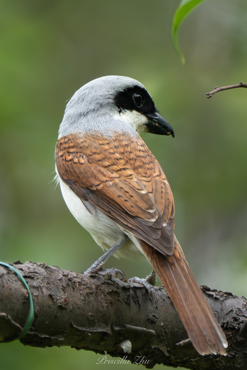 Tiger Shrike - ML637908836