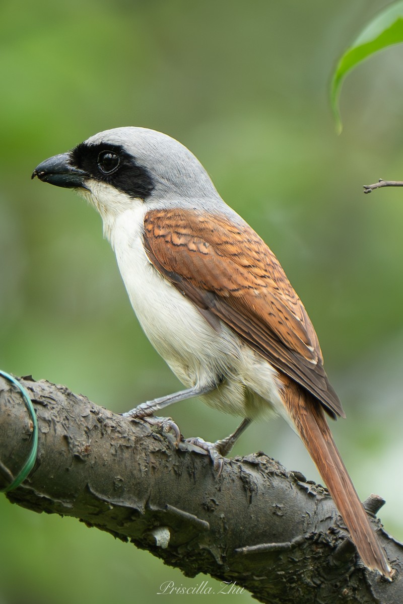 Tiger Shrike - ML637908837
