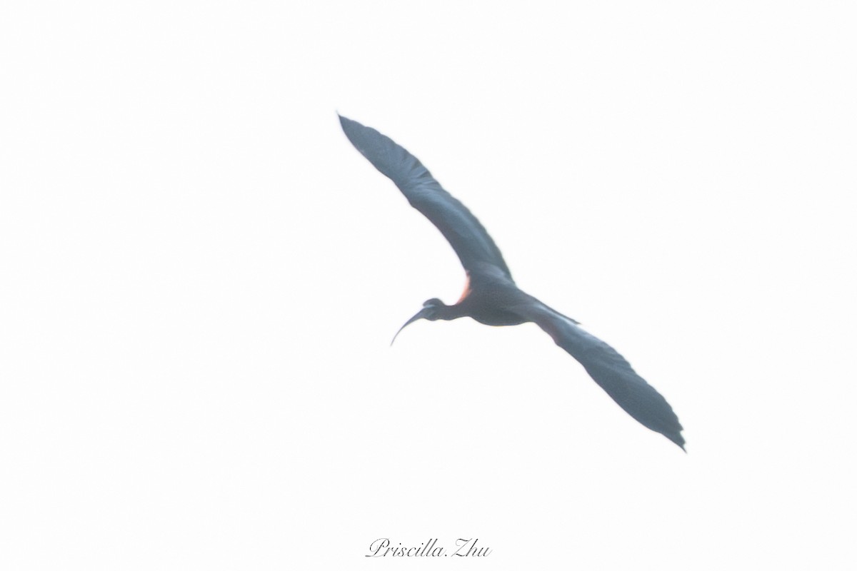Glossy Ibis - ML637908843