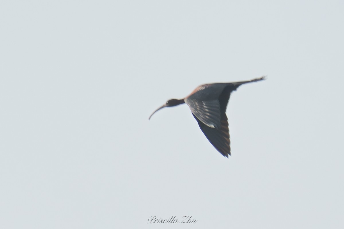 Glossy Ibis - ML637908844