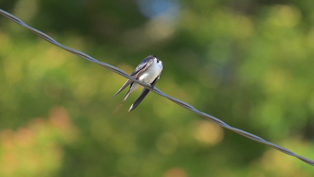 Golondrina Común - ML637908845