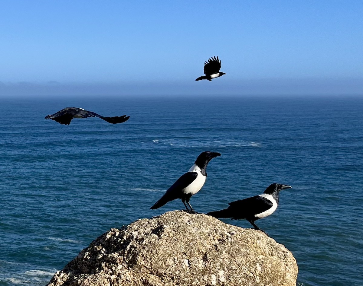 Pied Crow - ML637908847