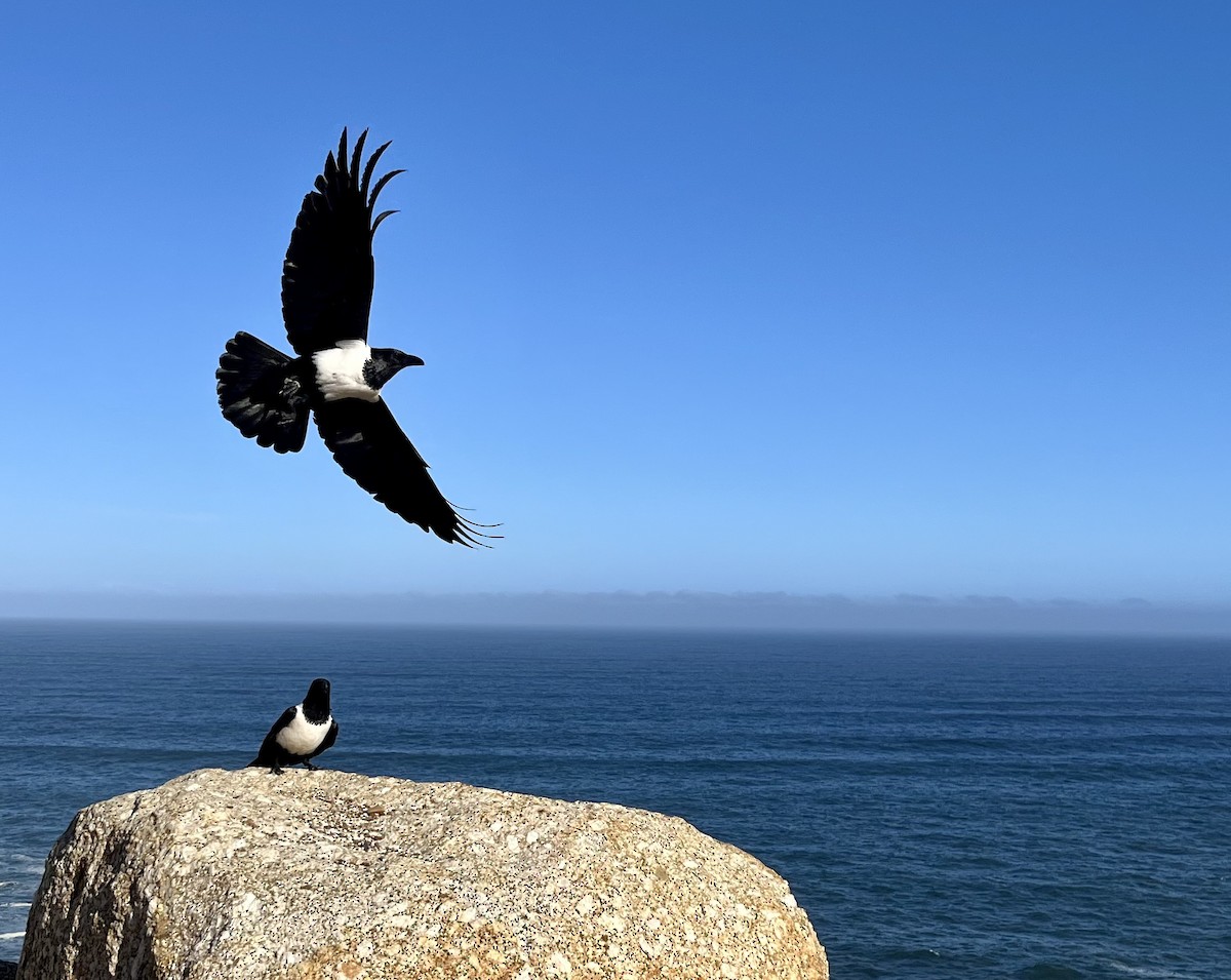 Pied Crow - ML637908848