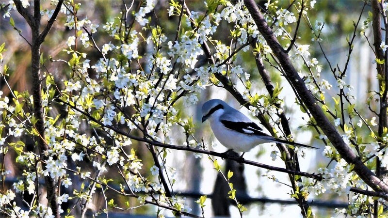Chinese Gray Shrike - ML637908905