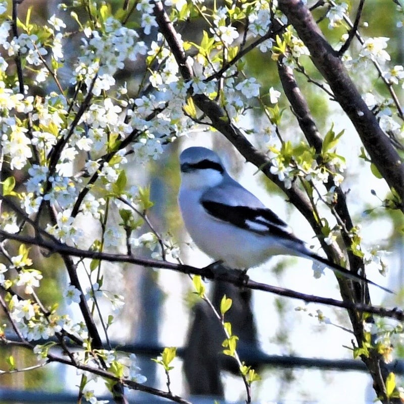 Chinese Gray Shrike - ML637908907