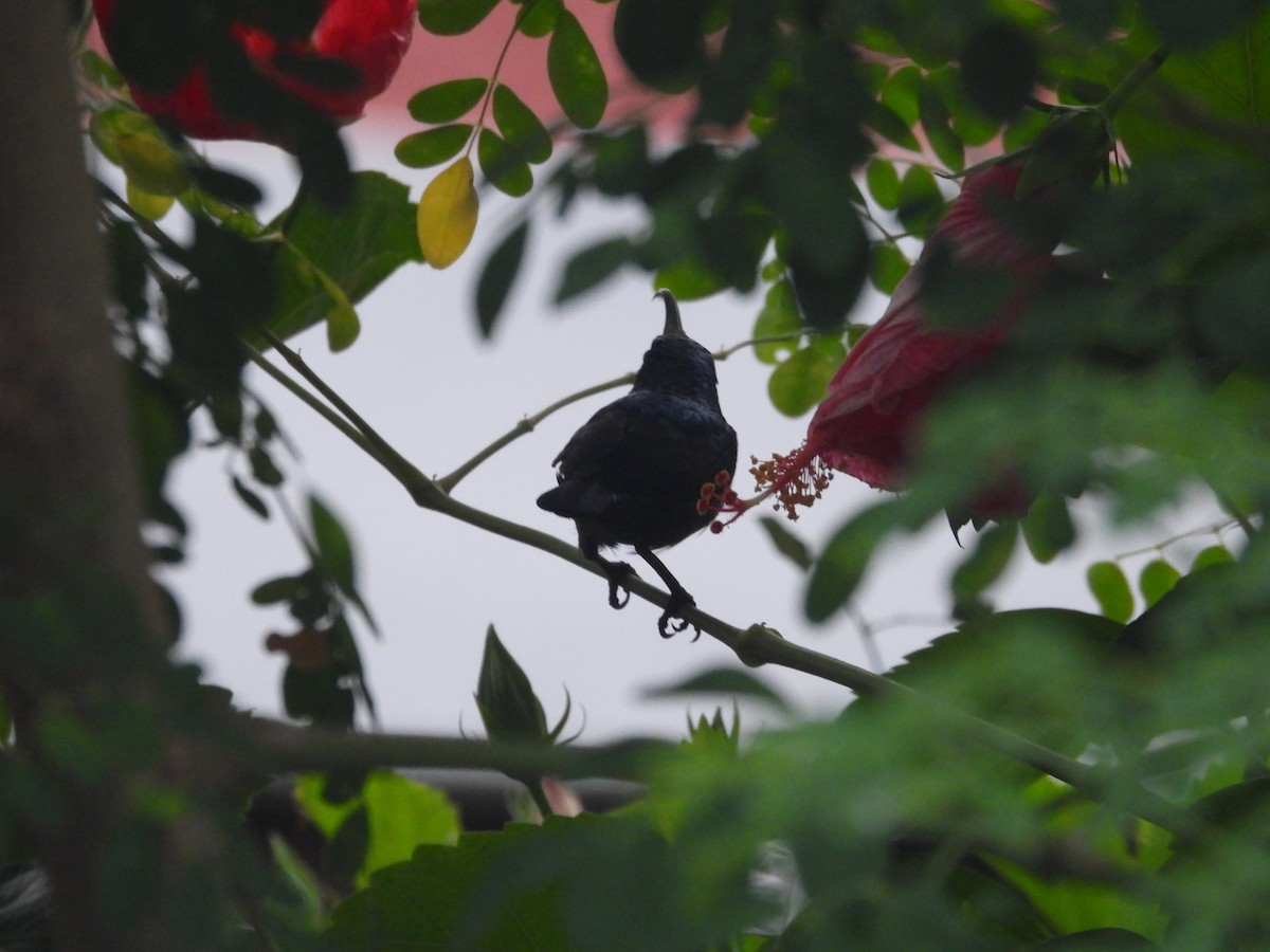Loten's Sunbird - ML637908917