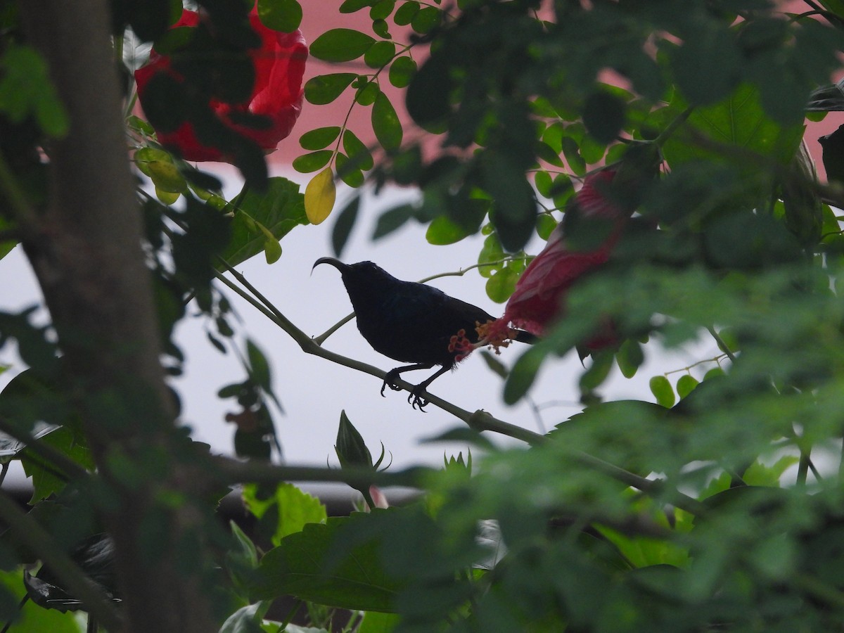 Loten's Sunbird - ML637908919