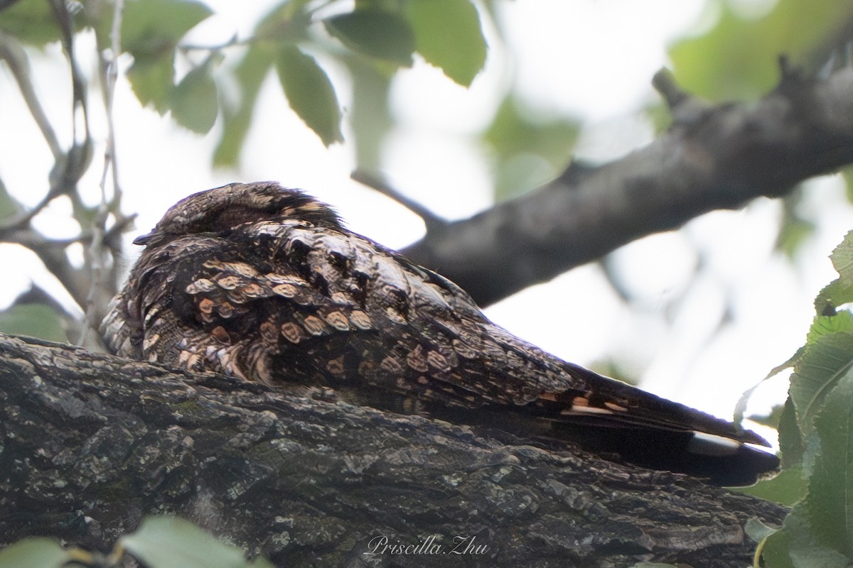 Gray Nightjar - ML637908947