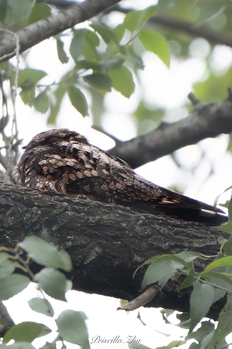 Gray Nightjar - ML637908948