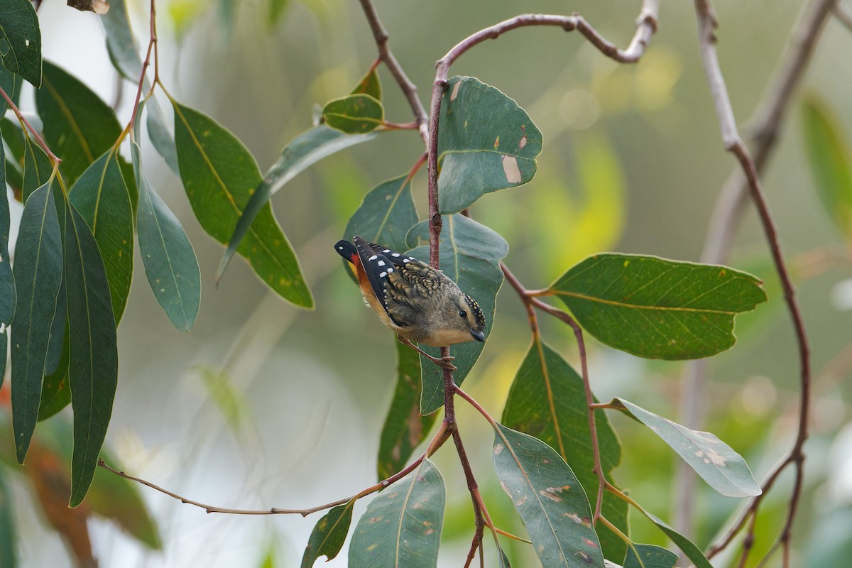 Spotted Pardalote - ML637908987