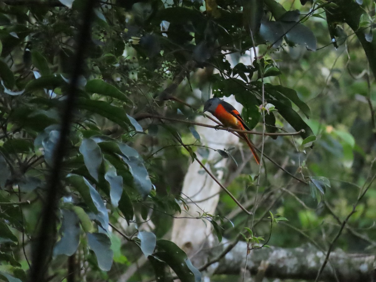 Graukehl-Mennigvogel - ML637909022