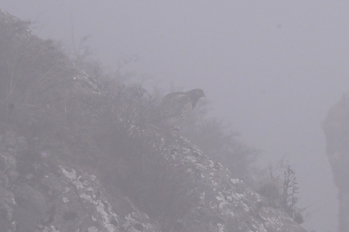 Tibetan Snowcock - ML637909046