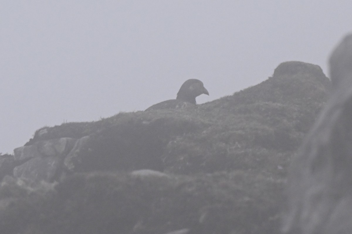 Tibetan Snowcock - ML637909060