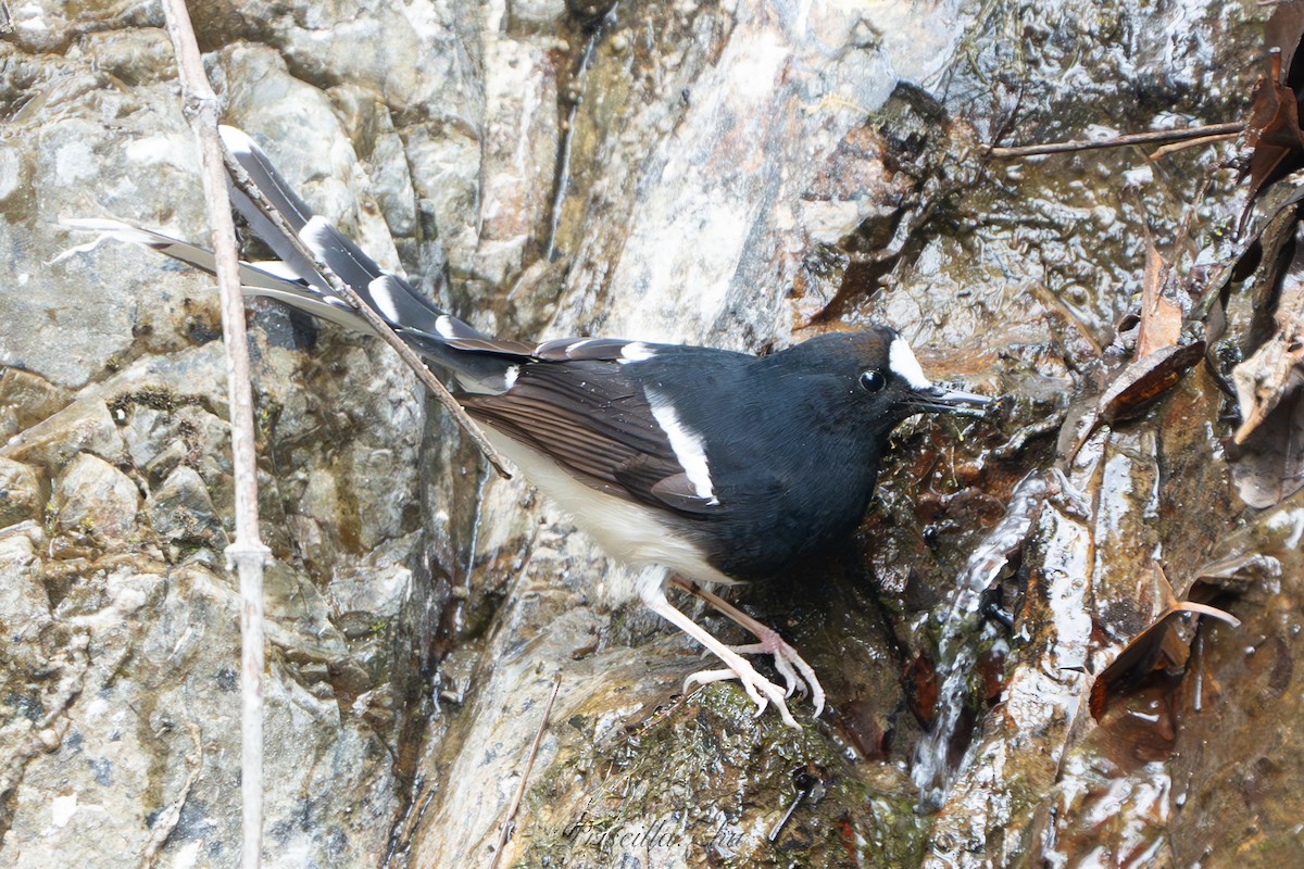 White-crowned Forktail - ML637909063