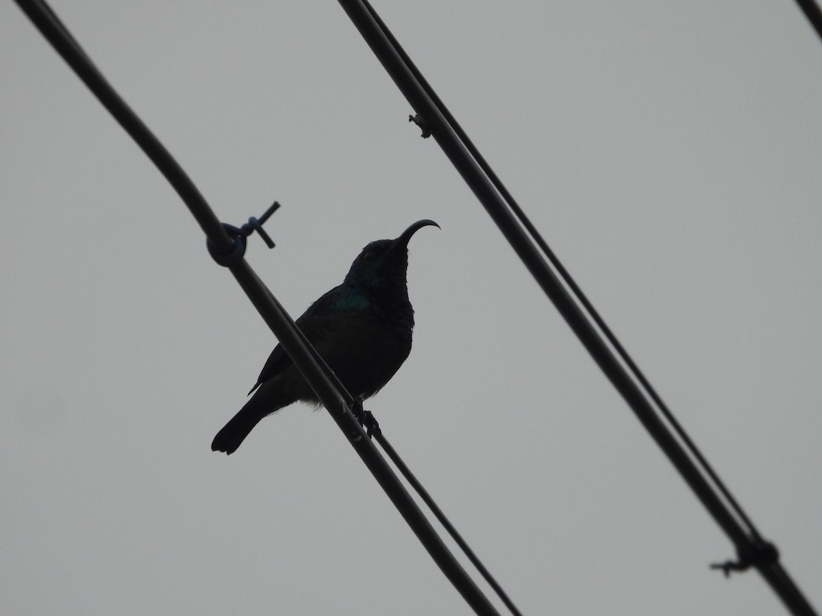 Loten's Sunbird - ML637909064