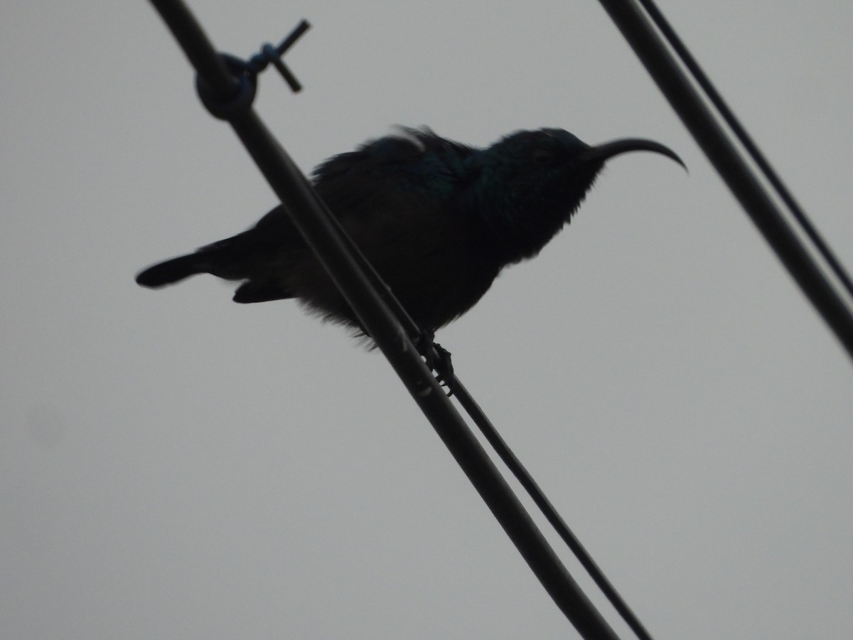 Loten's Sunbird - ML637909067