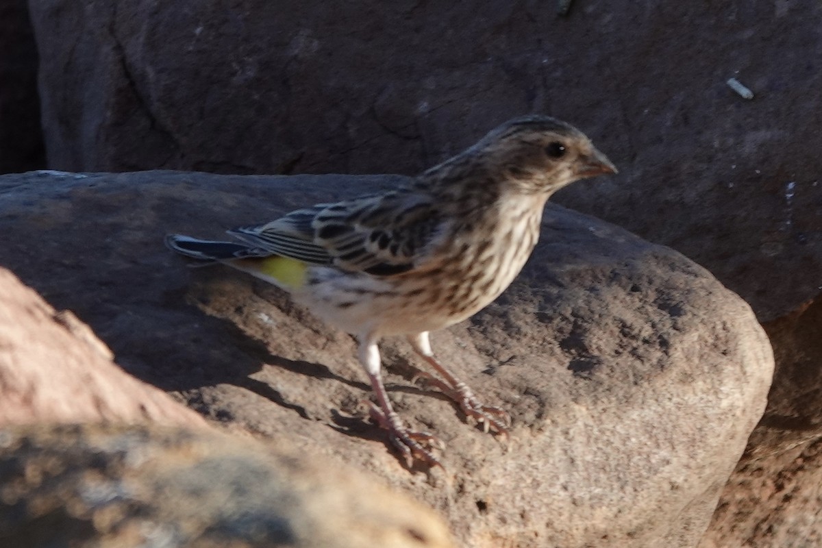 Black-throated Canary - ML637909162
