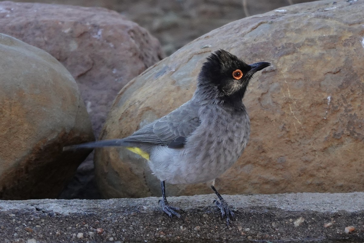 Black-fronted Bulbul - ML637909163