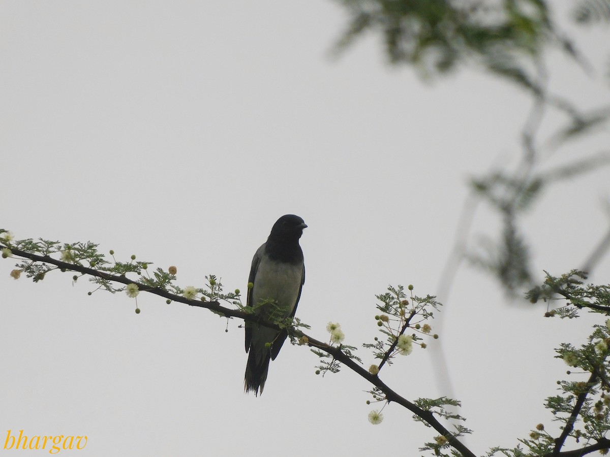 Black-headed Cuckooshrike - ML637909166