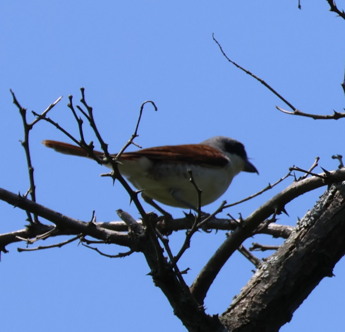 Tiger Shrike - ML637909167