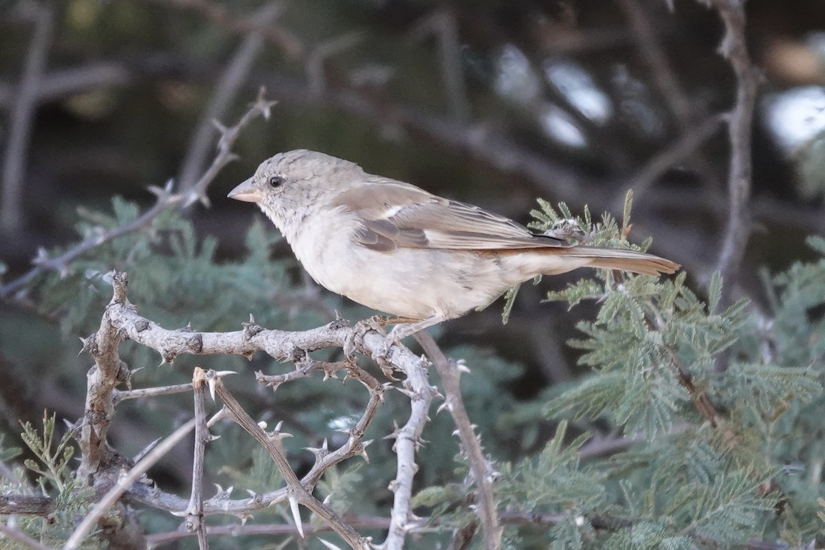 Southern Gray-headed Sparrow - ML637909168
