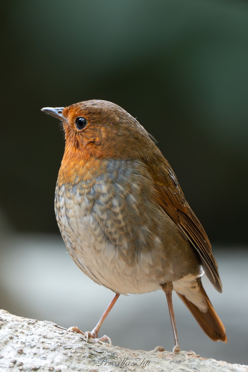 Japanese Robin - ML637909169