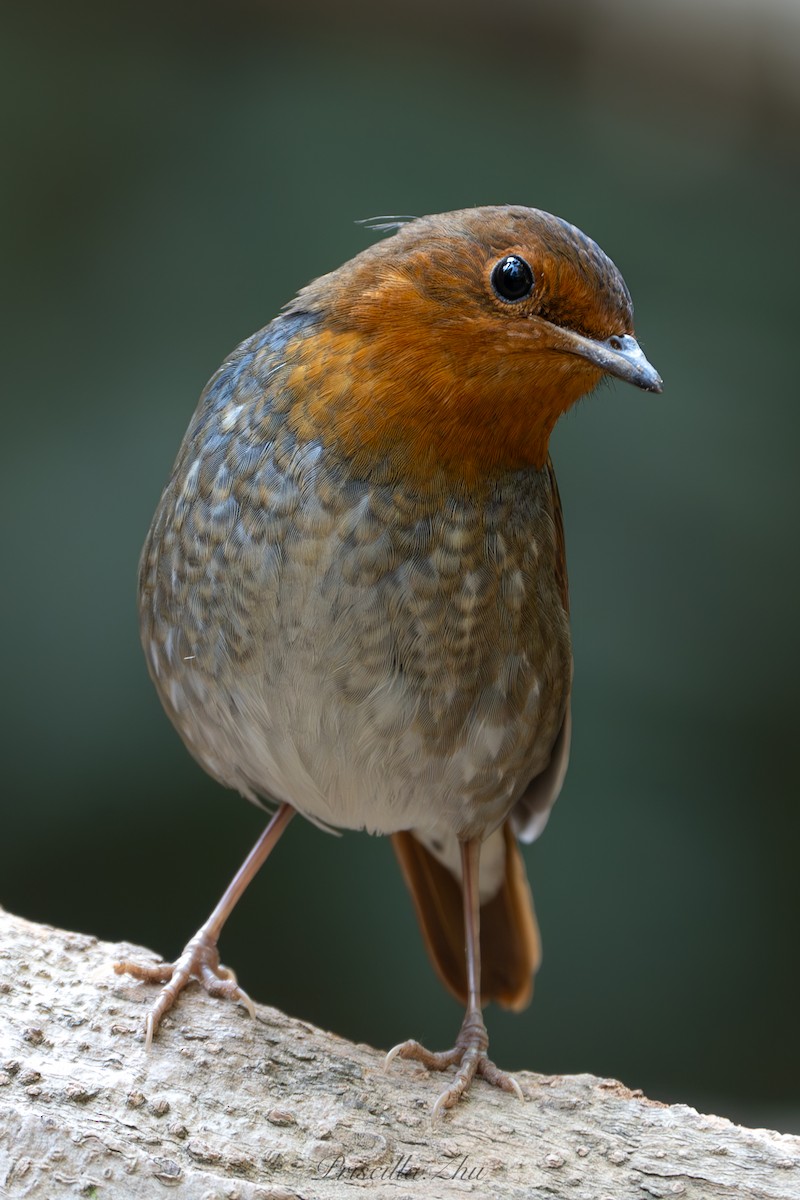Japanese Robin - ML637909188