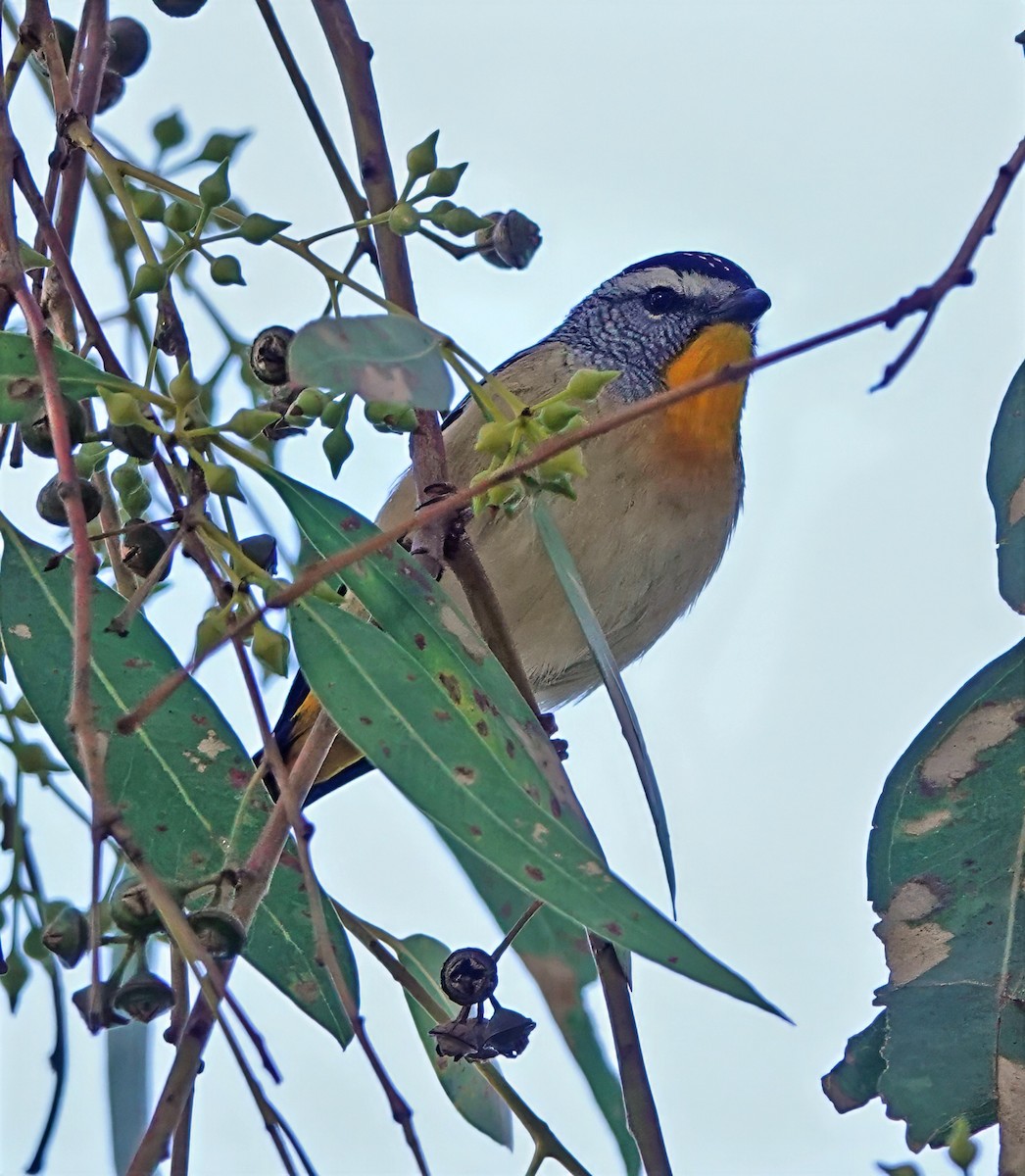 Spotted Pardalote - ML637909206