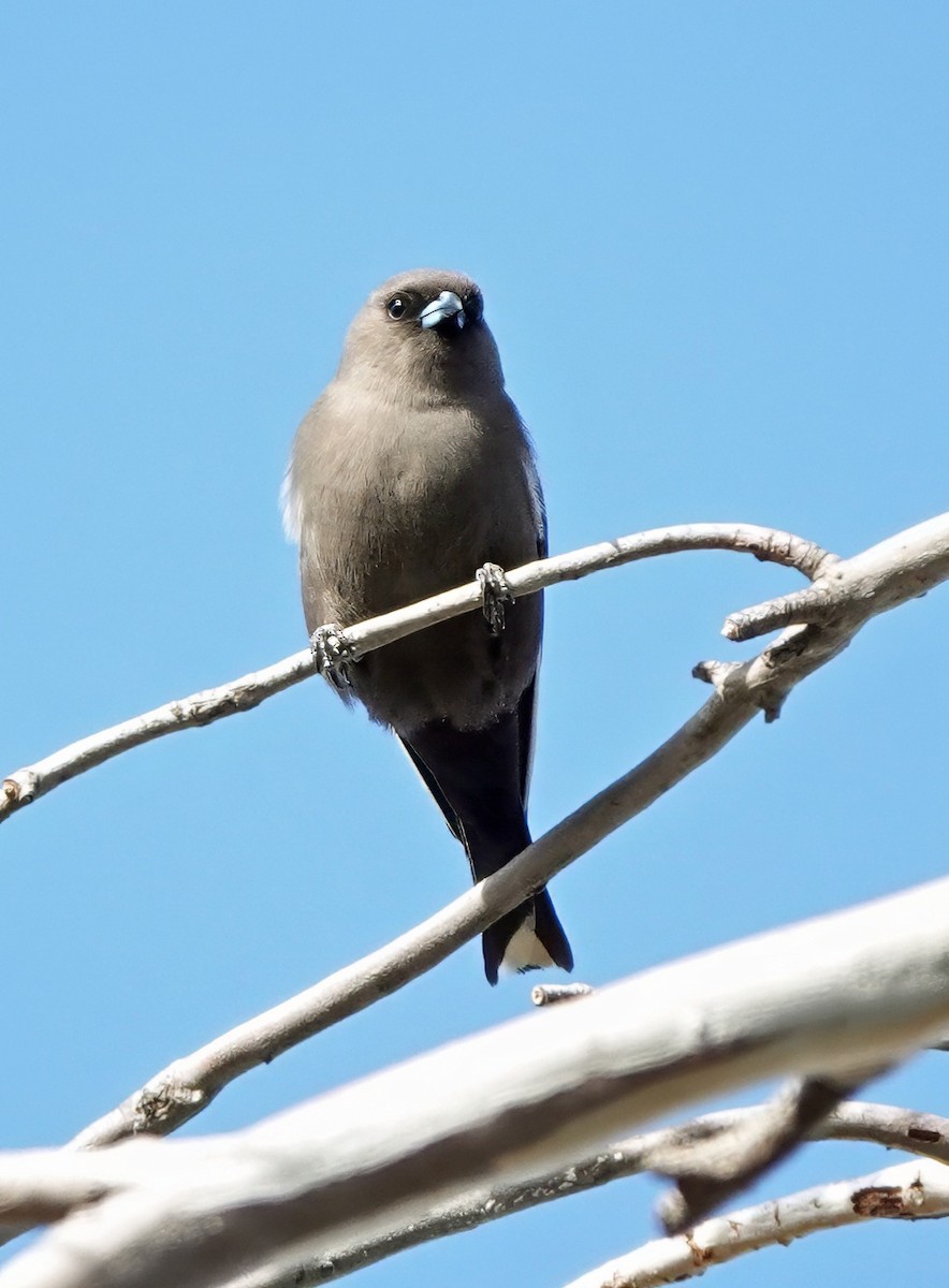 Dusky Woodswallow - ML637909207