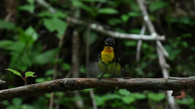Narcissus Flycatcher - ML637909236