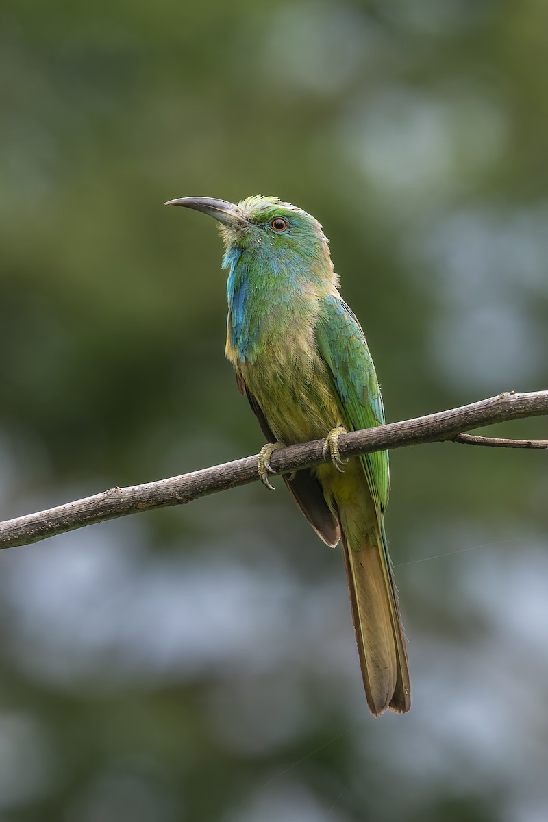 Blue-bearded Bee-eater - ML637909291