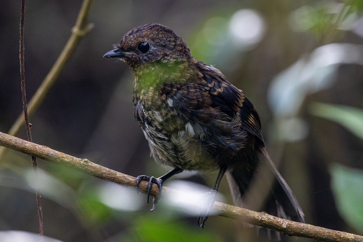 Australian Logrunner - ML637909363