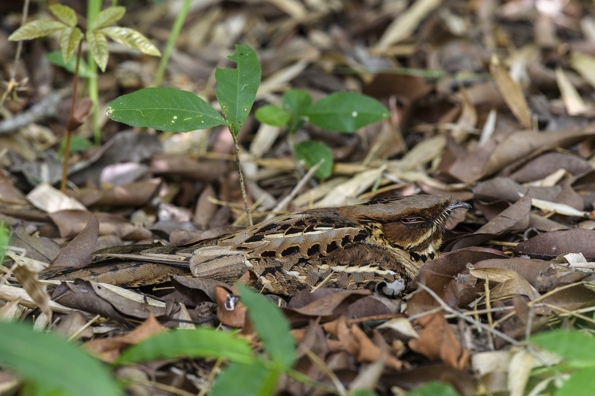 Jerdon's Nightjar - ML637909371