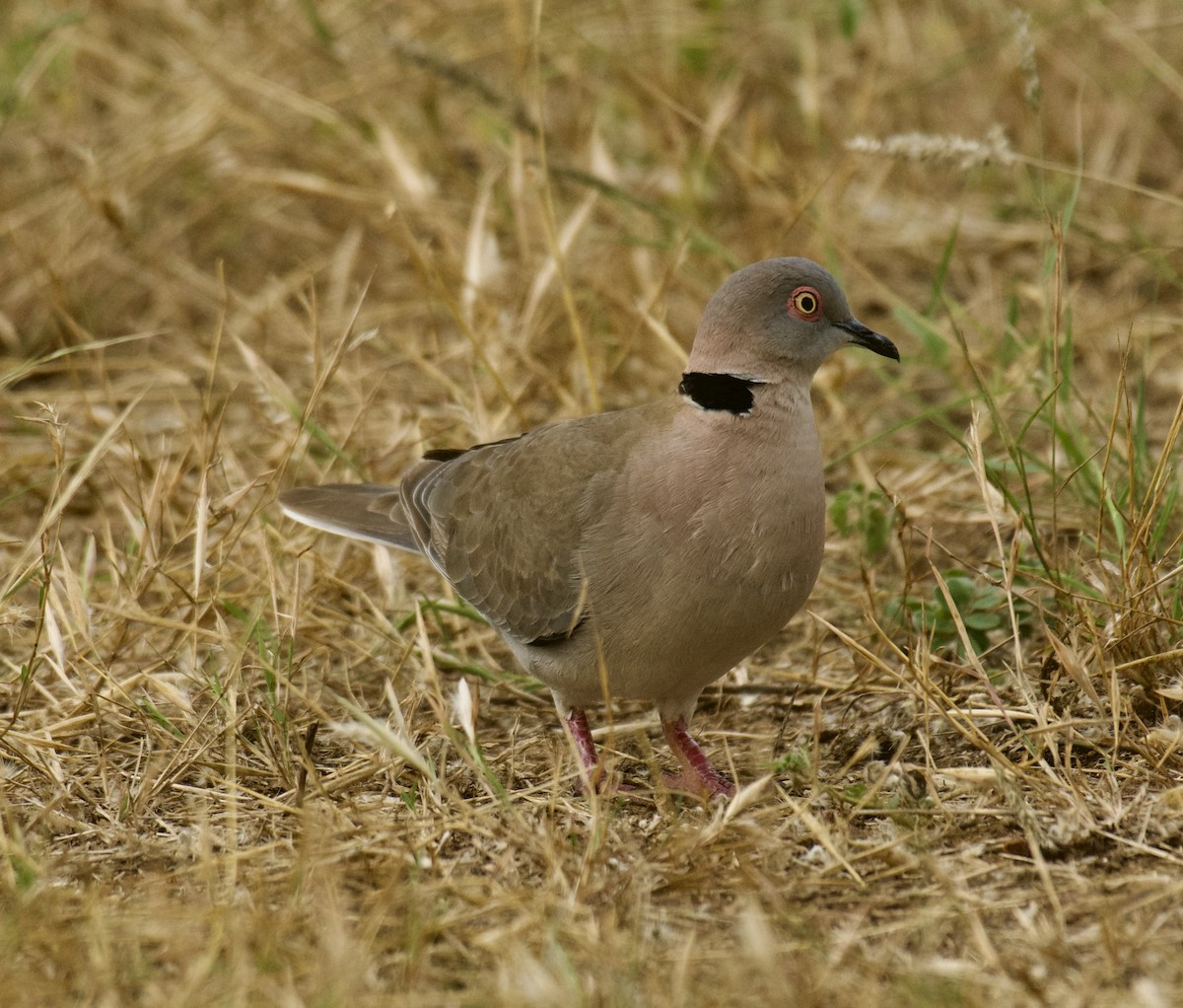 Mourning Collared-Dove - ML637909383