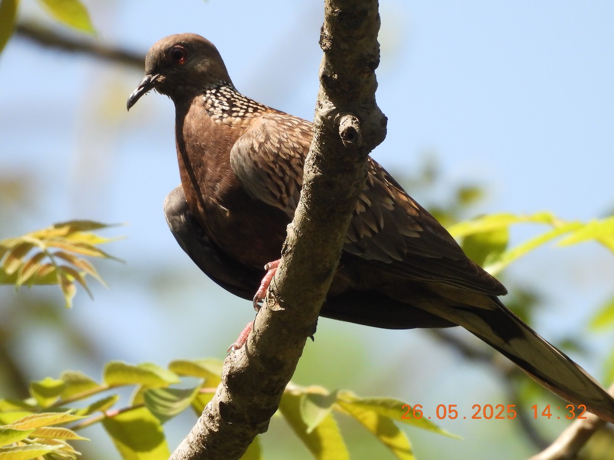 Spotted Dove - ML637909384