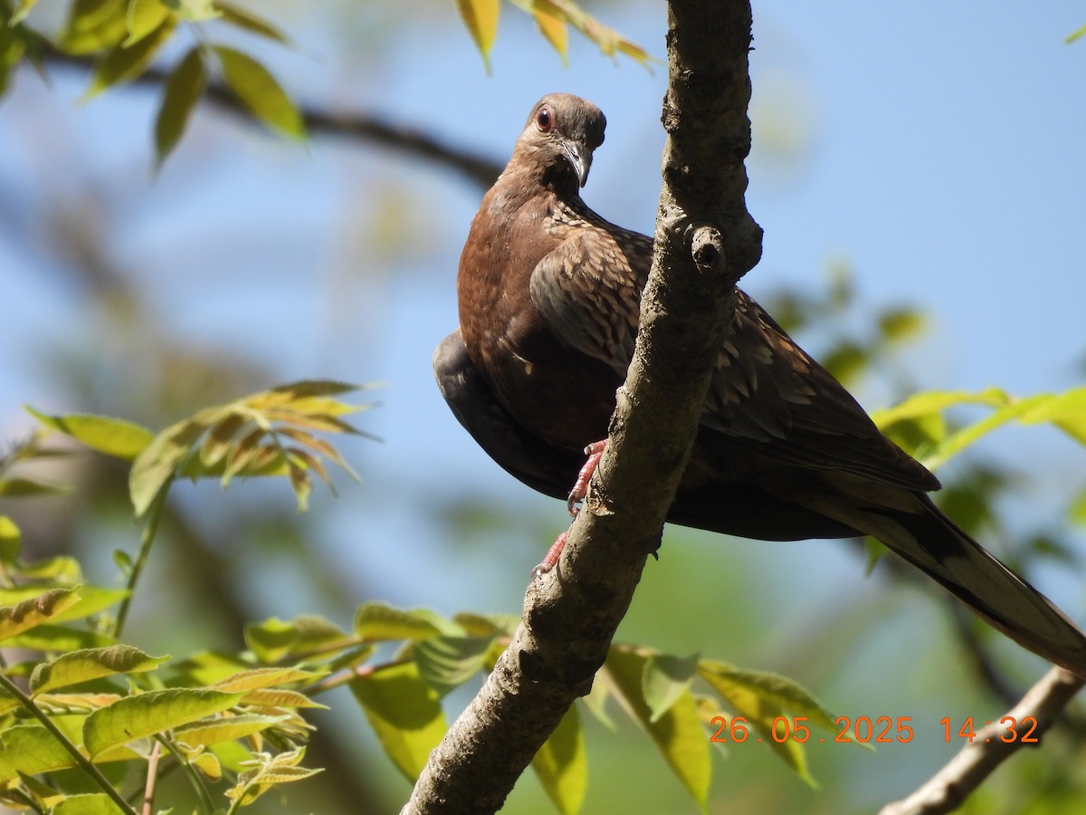 Spotted Dove - ML637909385
