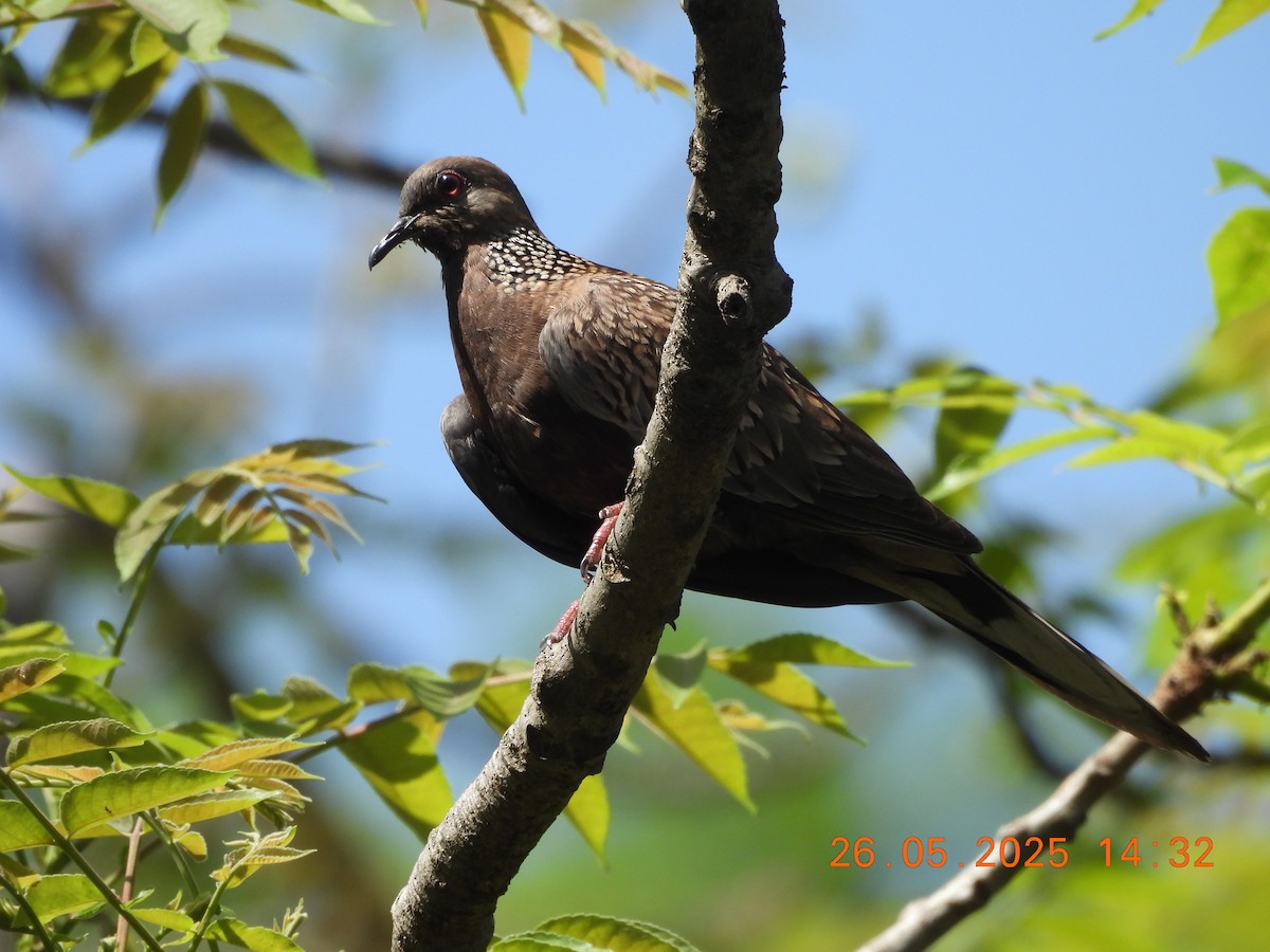 Spotted Dove - ML637909386