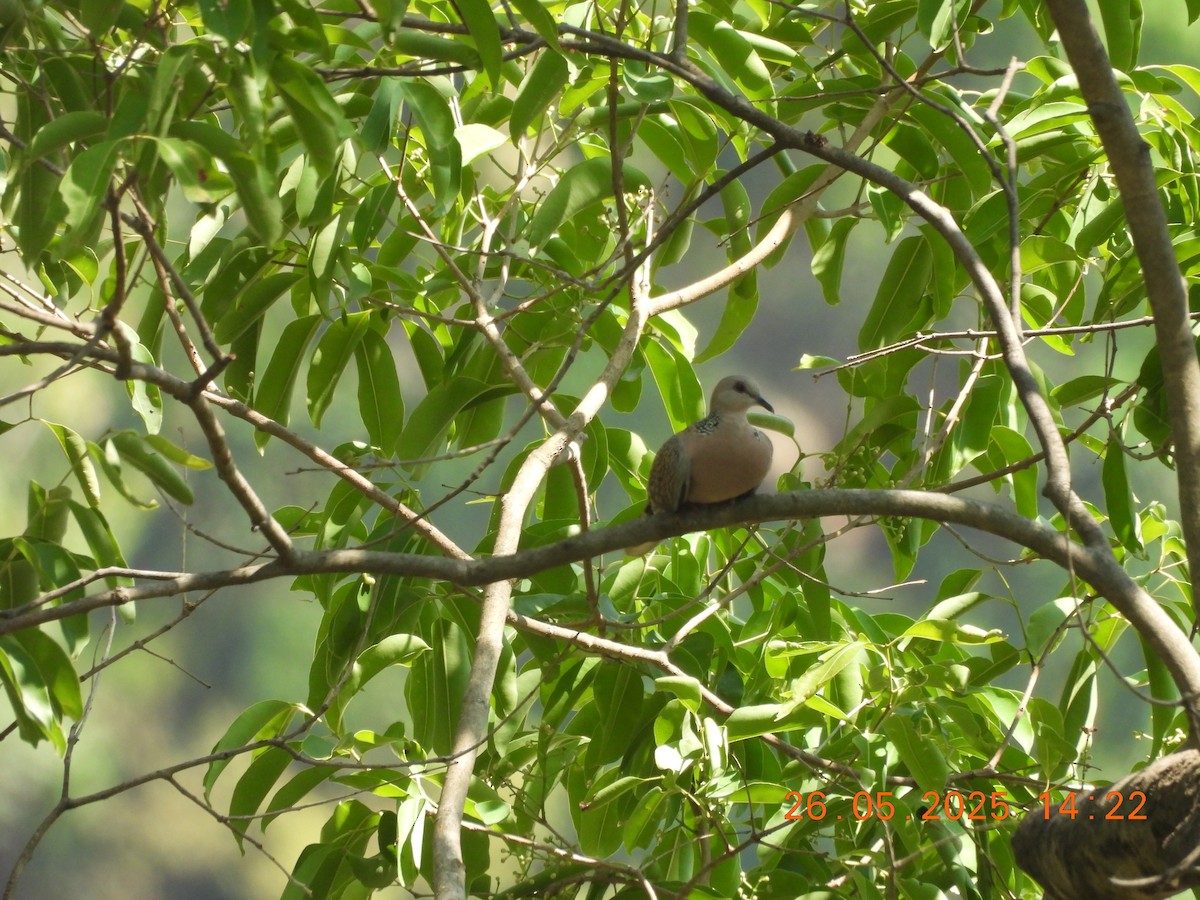 Spotted Dove - ML637909387