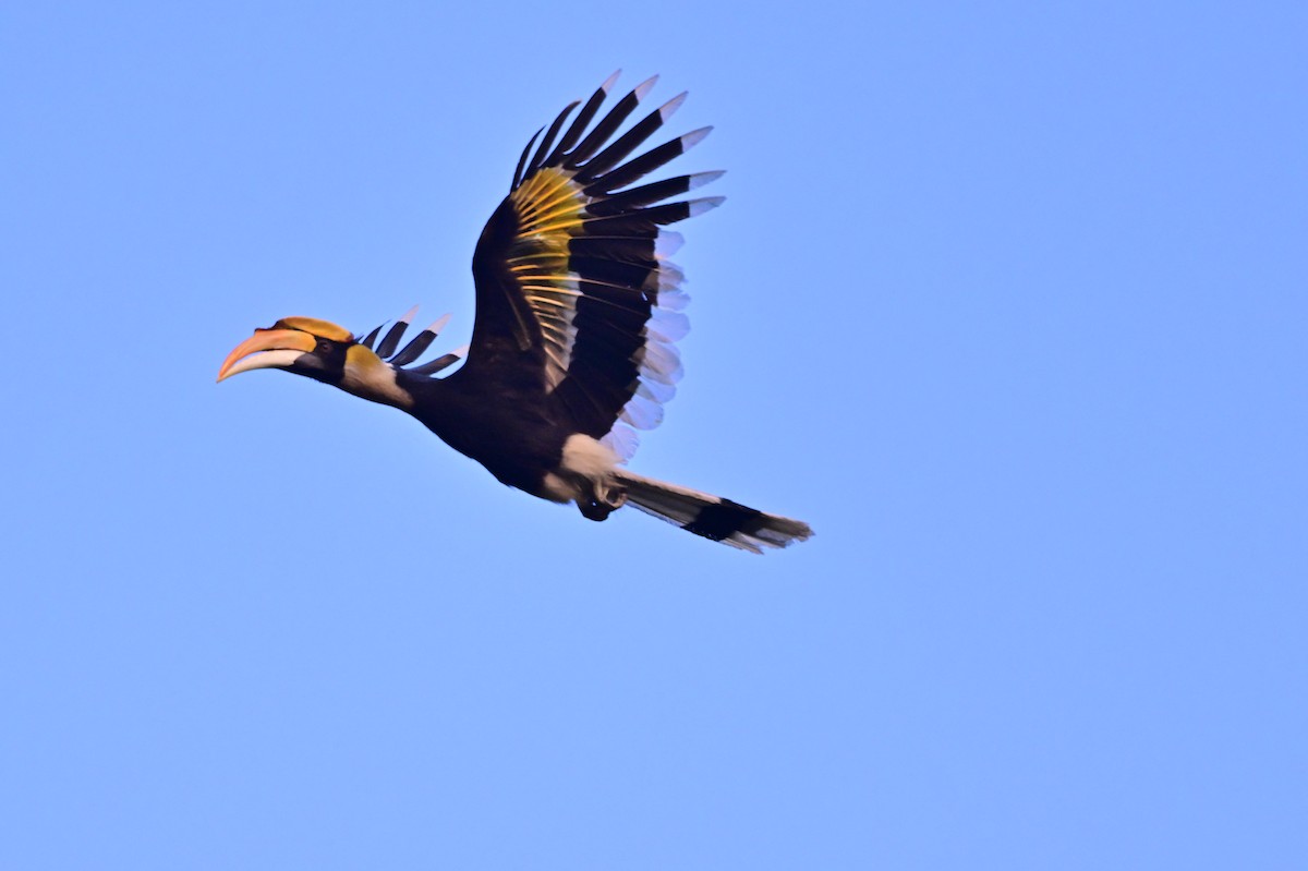 Great Hornbill - ML637909390