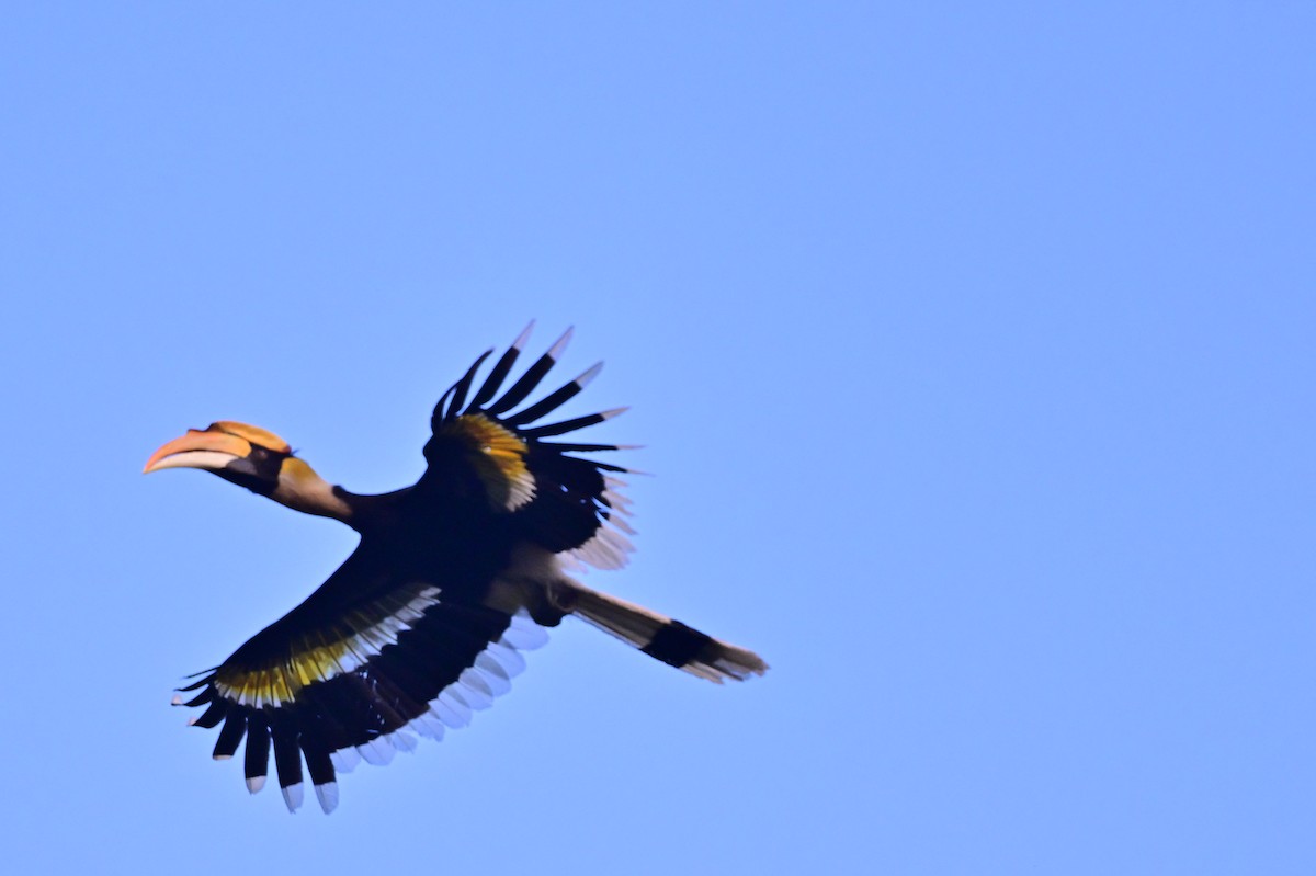 Great Hornbill - ML637909393