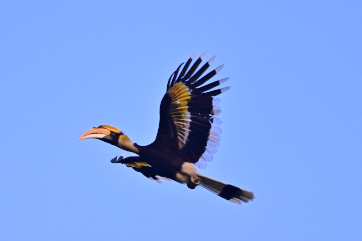 Great Hornbill - ML637909394