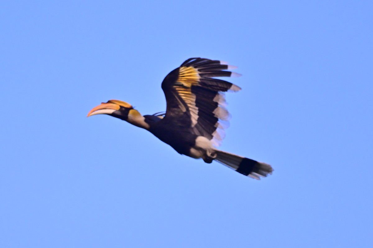 Great Hornbill - ML637909397