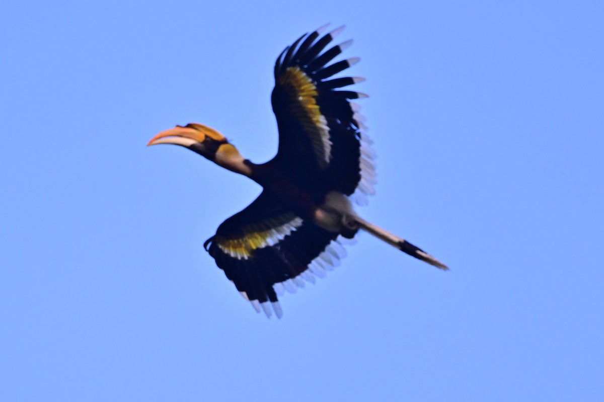 Great Hornbill - ML637909398