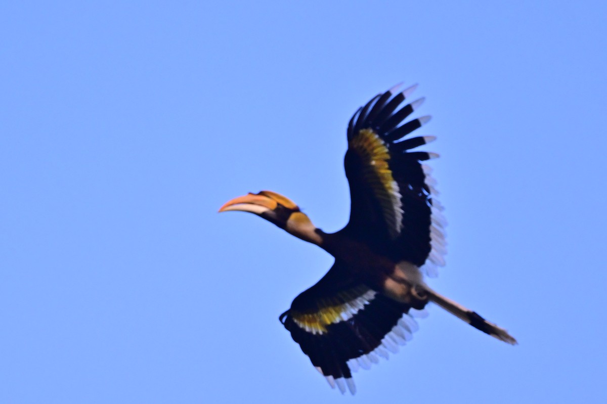Great Hornbill - ML637909399