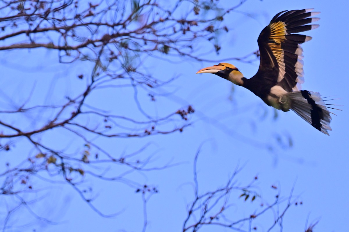 Great Hornbill - ML637909400