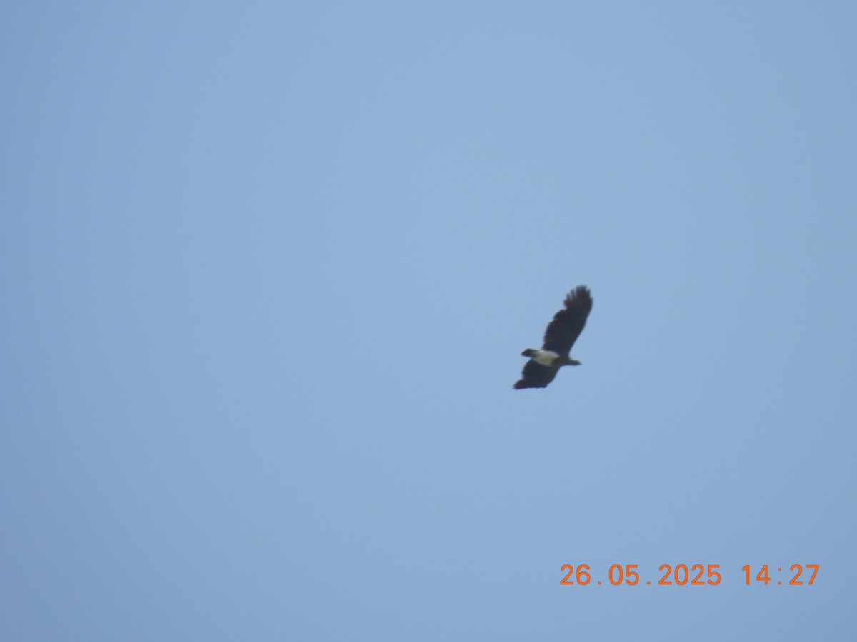 Малый рыболов - ML637909417